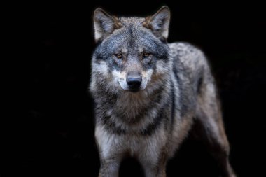 Siyah arka planı olan Gri Kurt