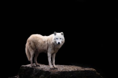 Siyah arka planı olan beyaz kurt.