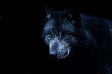 Siyah bir geçmişi olan siyah bir kurt.
