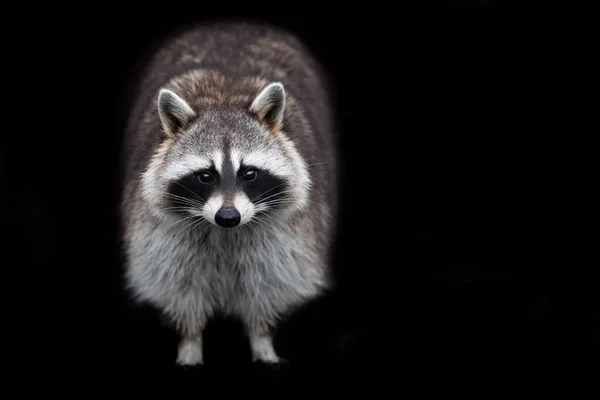 Raccoon Black Background — Stock Photo, Image