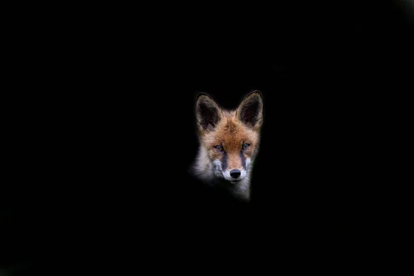 黑色背景的红狐 — 图库照片