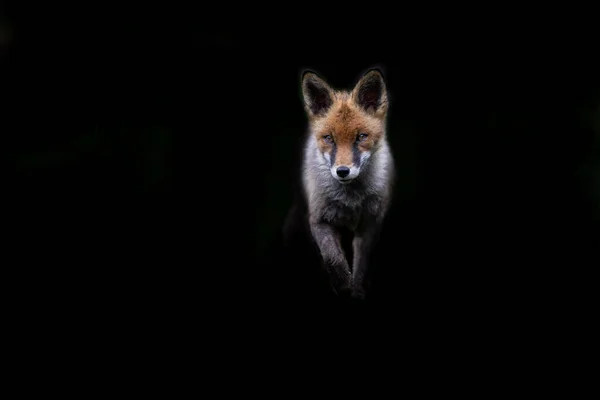 黑色背景的红狐 — 图库照片