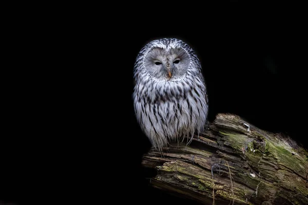 Búho Ural Con Fondo Negro — Foto de Stock