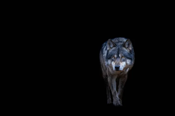 Lobo Gris Con Fondo Negro —  Fotos de Stock