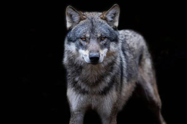 Lobo Gris Con Fondo Negro — Foto de Stock