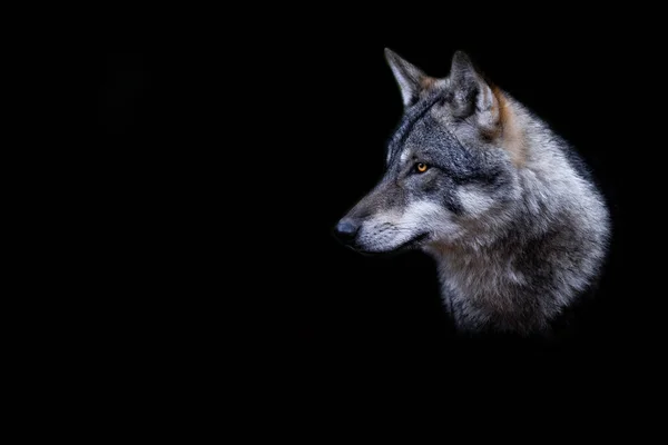 Grey Wolf Černým Pozadím — Stock fotografie