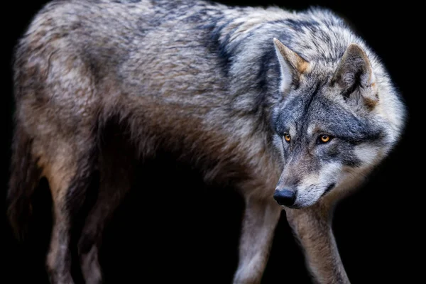 Siyah arka planı olan Gri Kurt