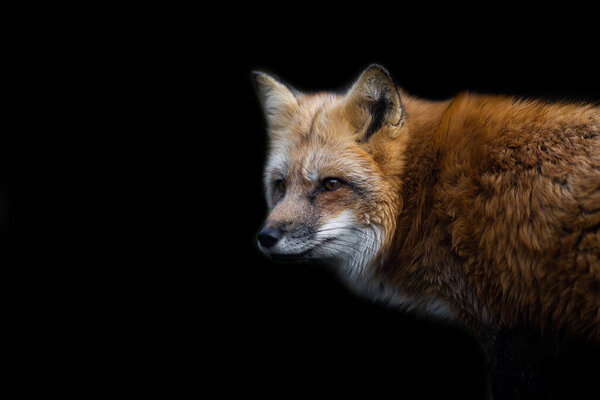 Red fox with a black background