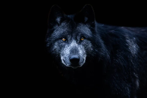 Zwarte Wolf Met Een Zwarte Achtergrond — Stockfoto