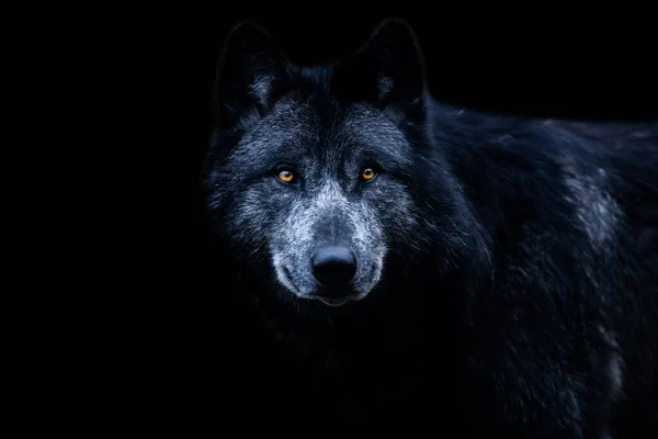 Lobo Negro Con Fondo Negro — Foto de Stock