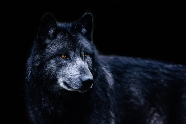 Lobo Negro Com Fundo Preto — Fotografia de Stock