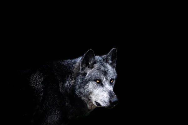 Black Wolf Černým Pozadím — Stock fotografie