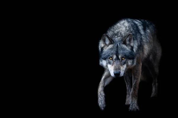 Grey Wolf Black Background — Stock Photo, Image