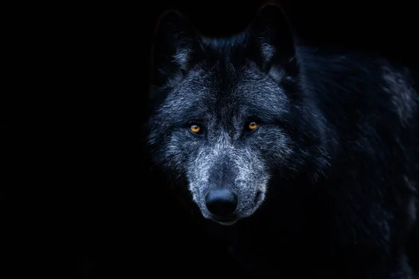 Lobo Negro Con Fondo Negro —  Fotos de Stock