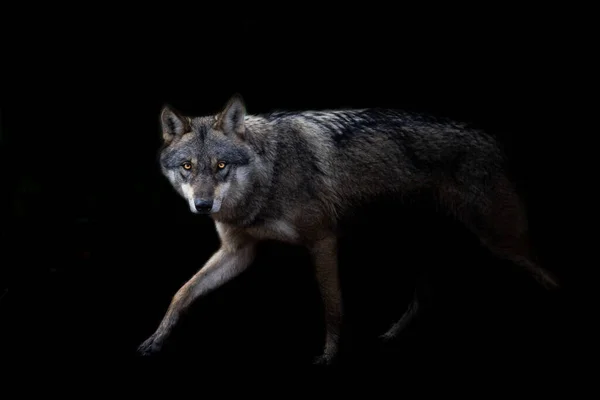 Grey Wolf Black Background — Stock Photo, Image