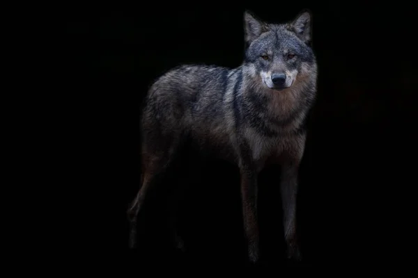 Grauer Wolf Mit Schwarzem Hintergrund — Stockfoto