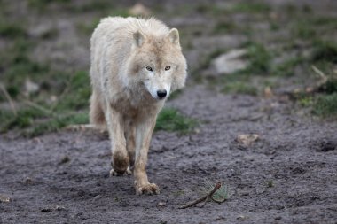 Ormandaki beyaz kurt