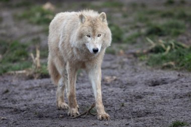 Ormandaki beyaz kurt