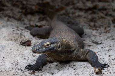 Kumsaldaki bir komodo ejderinin portresi.