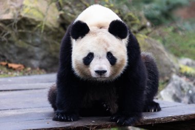 Çayırdaki bir pandanın portresi