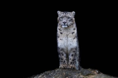 Siyah arkaplanı olan bir kar leoparı portresi