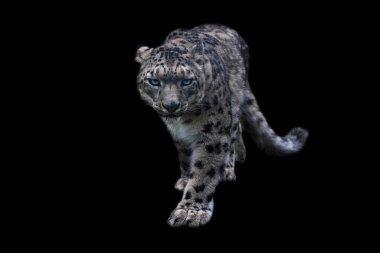 Siyah arkaplanı olan bir kar leoparı portresi