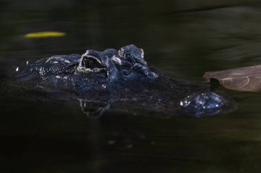 Gölde dinlenen bir timsahın portresi