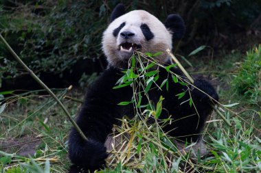 Panda ormanda bambu yiyor.