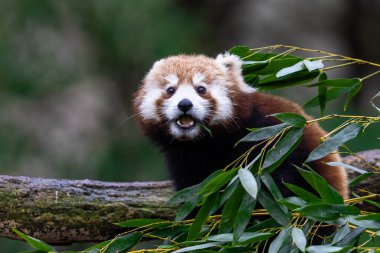 Kızıl panda ormanda bambu yiyor.