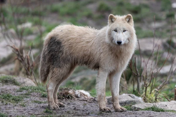 Loup Blanc Dans Forêt — Photo