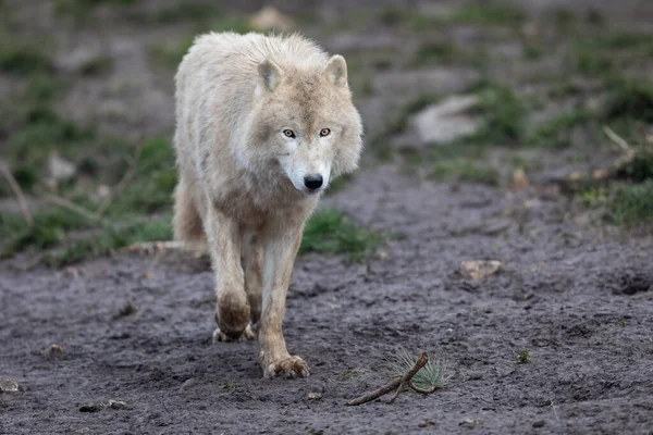 Ormandaki beyaz kurt