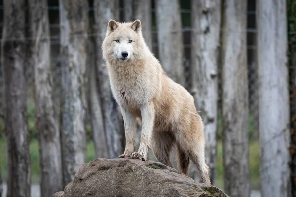 Ormandaki beyaz kurt