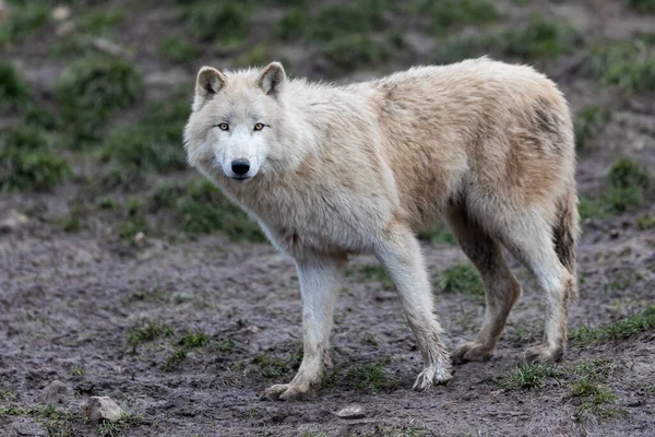 Lobo Blanco Bosque — Foto de Stock