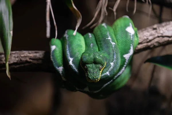 Ένα Πράσινο Φίδι Που Αναπαύεται Στη Ζούγκλα — Φωτογραφία Αρχείου
