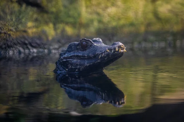 Porträtt Krokodil Vilande Sjön — Stockfoto