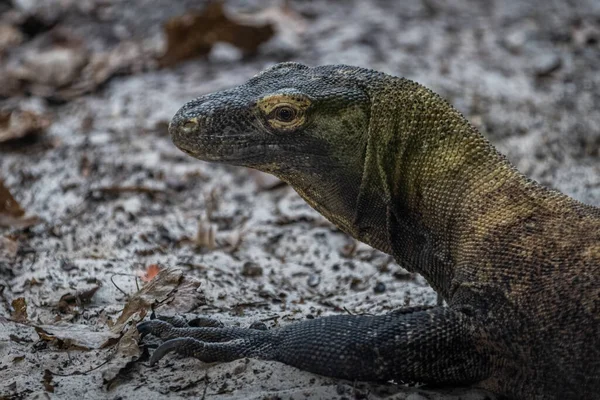 Ritratto Drago Komodo Spiaggia — Foto Stock