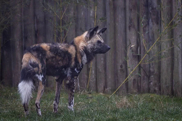 Wilde Honden Wandelen Weide — Stockfoto