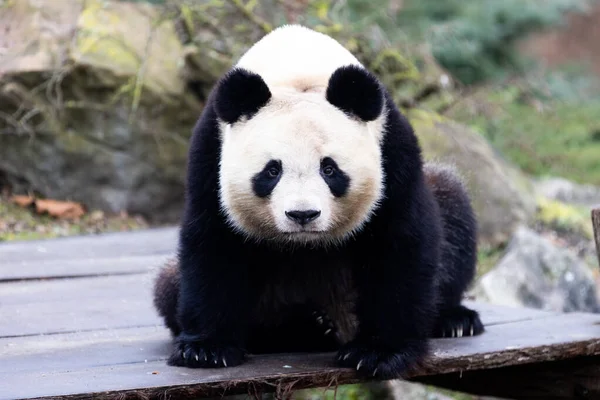 Porträt Eines Panda Auf Der Wiese — Stockfoto