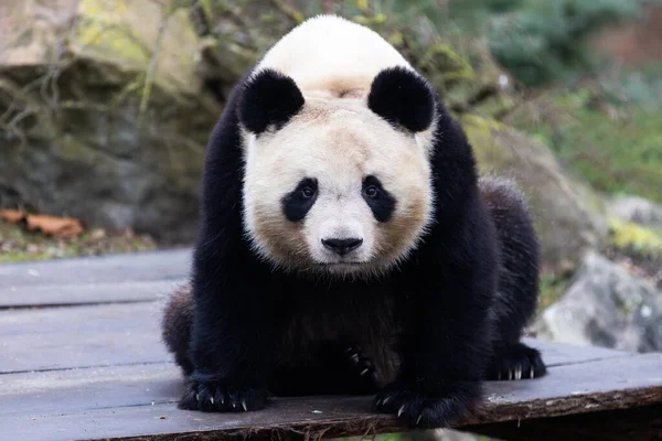 Retrato Panda Prado — Fotografia de Stock