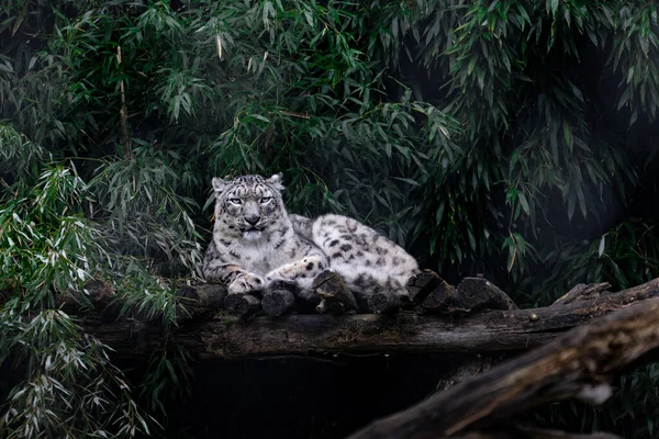Retrato Leopardo Nieve Prado — Foto de Stock