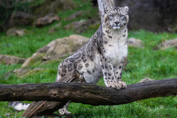 Retrato Leopardo Nieve Prado —  Fotos de Stock