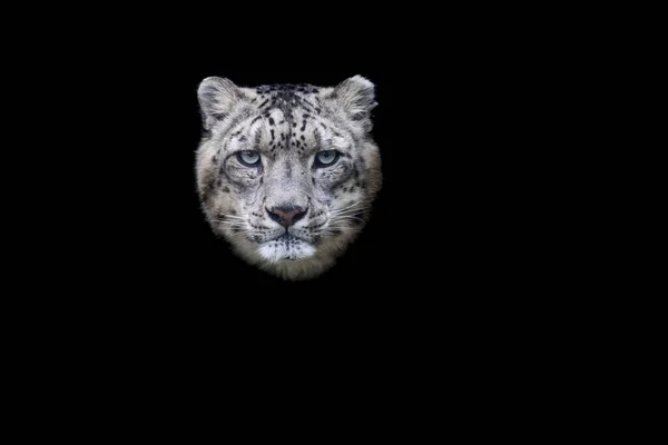 黑色背景雪豹的肖像 — 图库照片
