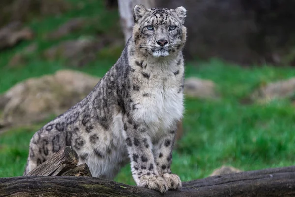 Retrato Leopardo Nieve Prado — Foto de Stock