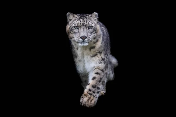Portrait Snow Leopard Black Background — Stock Photo, Image