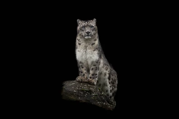 Retrato Leopardo Nieve Con Fondo Negro — Foto de Stock