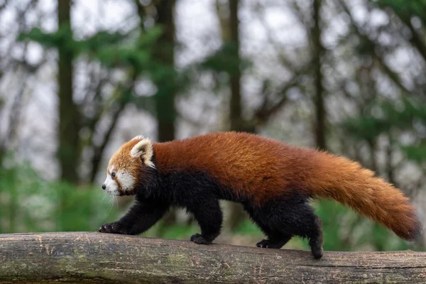 Mała Panda Spaceru Lesie — Zdjęcie stockowe