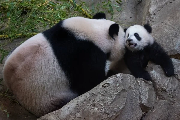 Panda Bebé Juega Con Madre — Foto de Stock