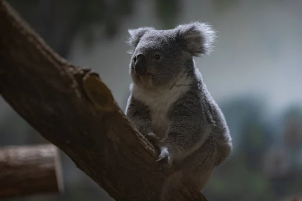 Een Koala Slapend Boom — Stockfoto