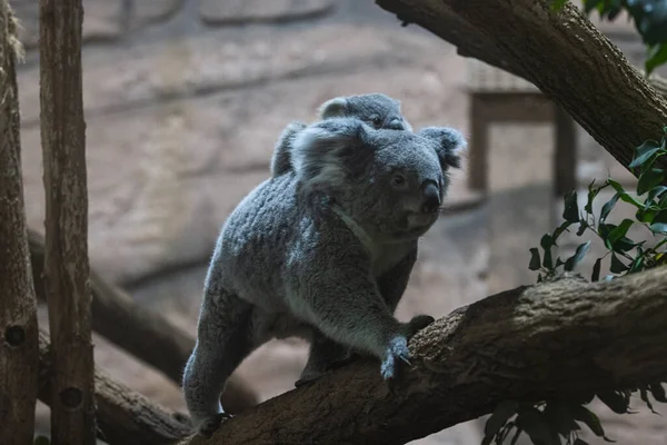 Een Baby Koala Zijn Moeder Lopen Een Boom — Stockfoto