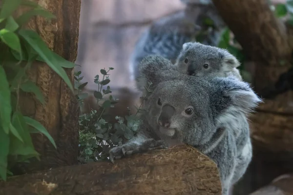 Een Baby Koala Zijn Moeder Lopen Een Boom — Stockfoto